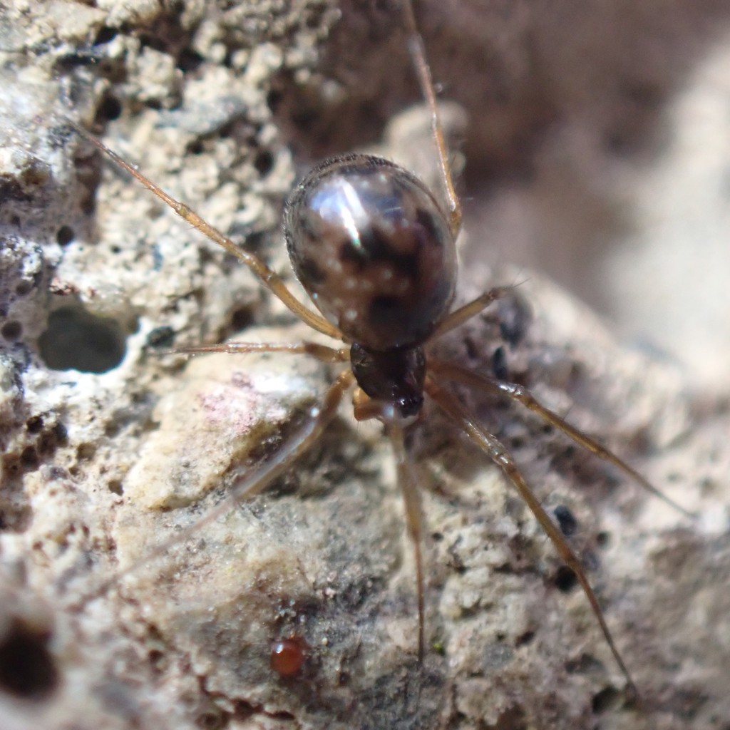 Tenuiphantes zelatus