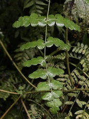 Histiopteris