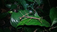 Pseudosermyle phalangiphora