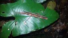 Hypocyrtus scythrus