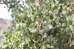 Arctostaphylos manzanita elegans