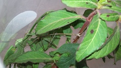 Pseudosermyle tridens