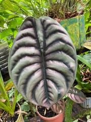 Alocasia cuprea