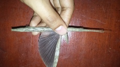 Metriophasma iphicles