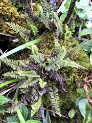 Adenophorus tamariscinus