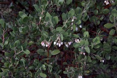 Arctostaphylos manzanita elegans