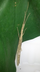 Metriophasma iphicles