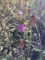 Mimosa australis