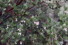 Arctostaphylos manzanita elegans
