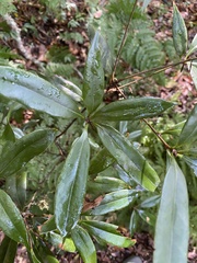 Quercus sessilifolia