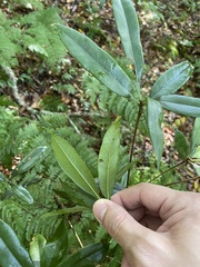Quercus sessilifolia