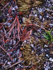 Hemiandrus maculifrons