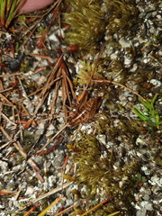 Hemiandrus maculifrons