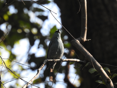 Lalage melaschistos