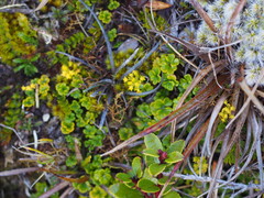 Azorella hydrocotyloides
