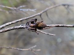 Uliodon albopunctatus