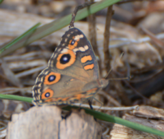 Junonia villida calybe