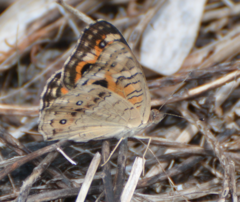 Junonia villida calybe