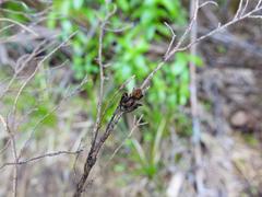 Uliodon albopunctatus