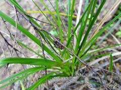 Uliodon albopunctatus