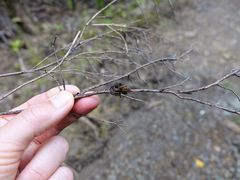 Uliodon albopunctatus