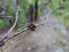 Uliodon albopunctatus