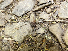 Uliodon albopunctatus