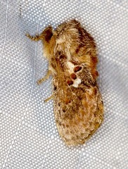 Pseudanapaea denotata