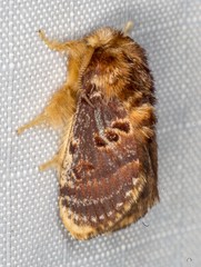 Pseudanapaea denotata