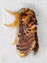 Pseudanapaea denotata