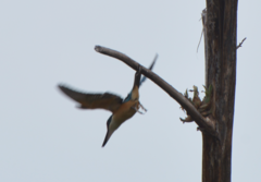 Todiramphus sanctus canacorum