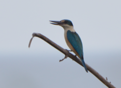 Todiramphus sanctus canacorum