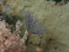Bispira polyomma