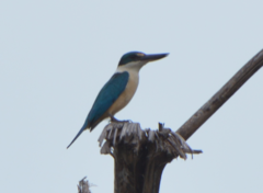 Todiramphus sanctus canacorum