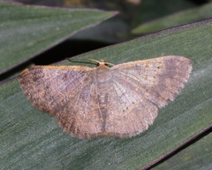 Peratophyga crista
