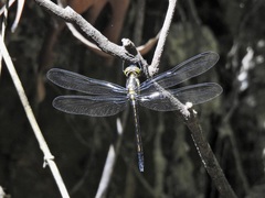 Agrionoptera longitudinalis biserialis