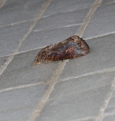 Hypocala deflorata