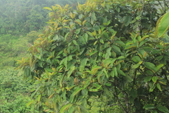 Miconia elata
