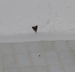 Hypena laceratalis