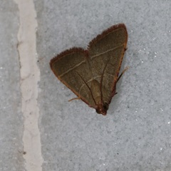 Hypsopygia nonusalis