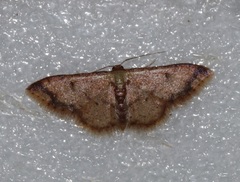 Idaea impexa