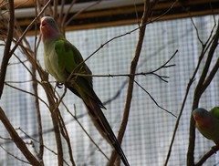 Polytelis alexandrae