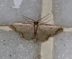 Idaea impexa