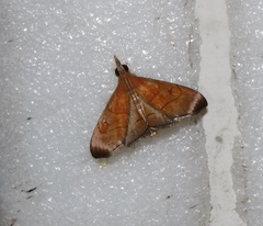 Hemiscopis sanguinea