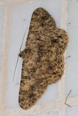 Racotis boarmiaria