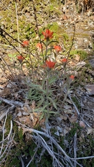 Castilleja applegatei pinetorum