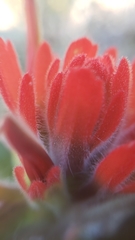 Castilleja applegatei pinetorum