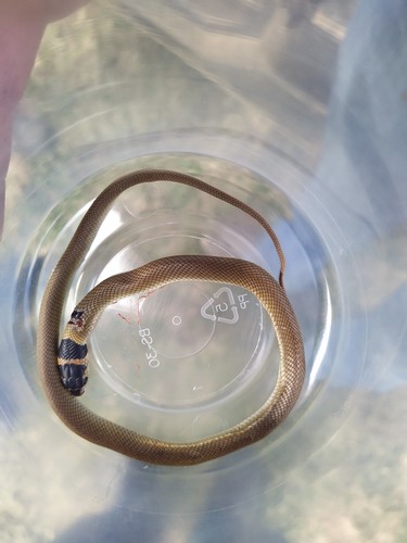 Eastern Brown Snake sighting