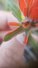 Castilleja applegatei pinetorum