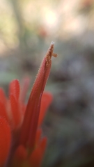 Castilleja applegatei pinetorum